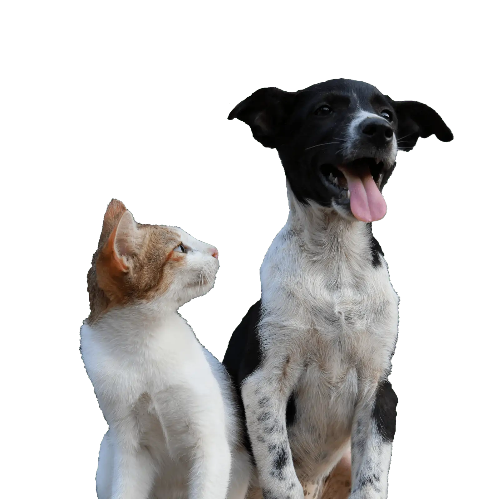 Cat looking up at a dog.