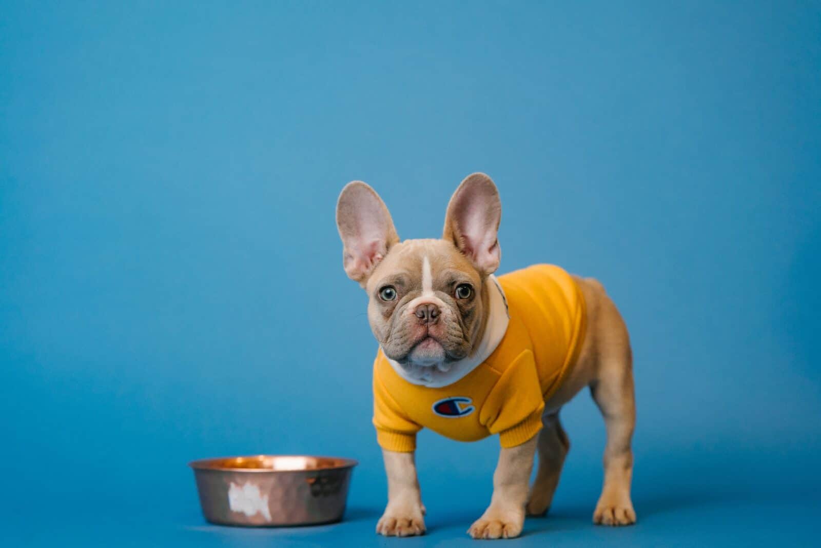 Bulldog in yellow shirt against a blue backdrop.