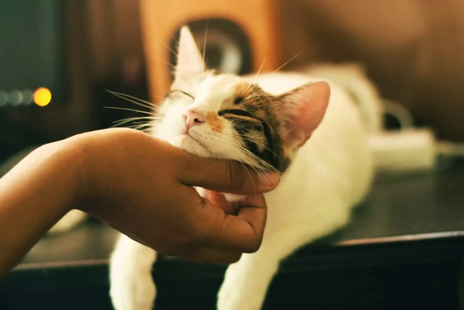 A hand scritches a cat's neck.