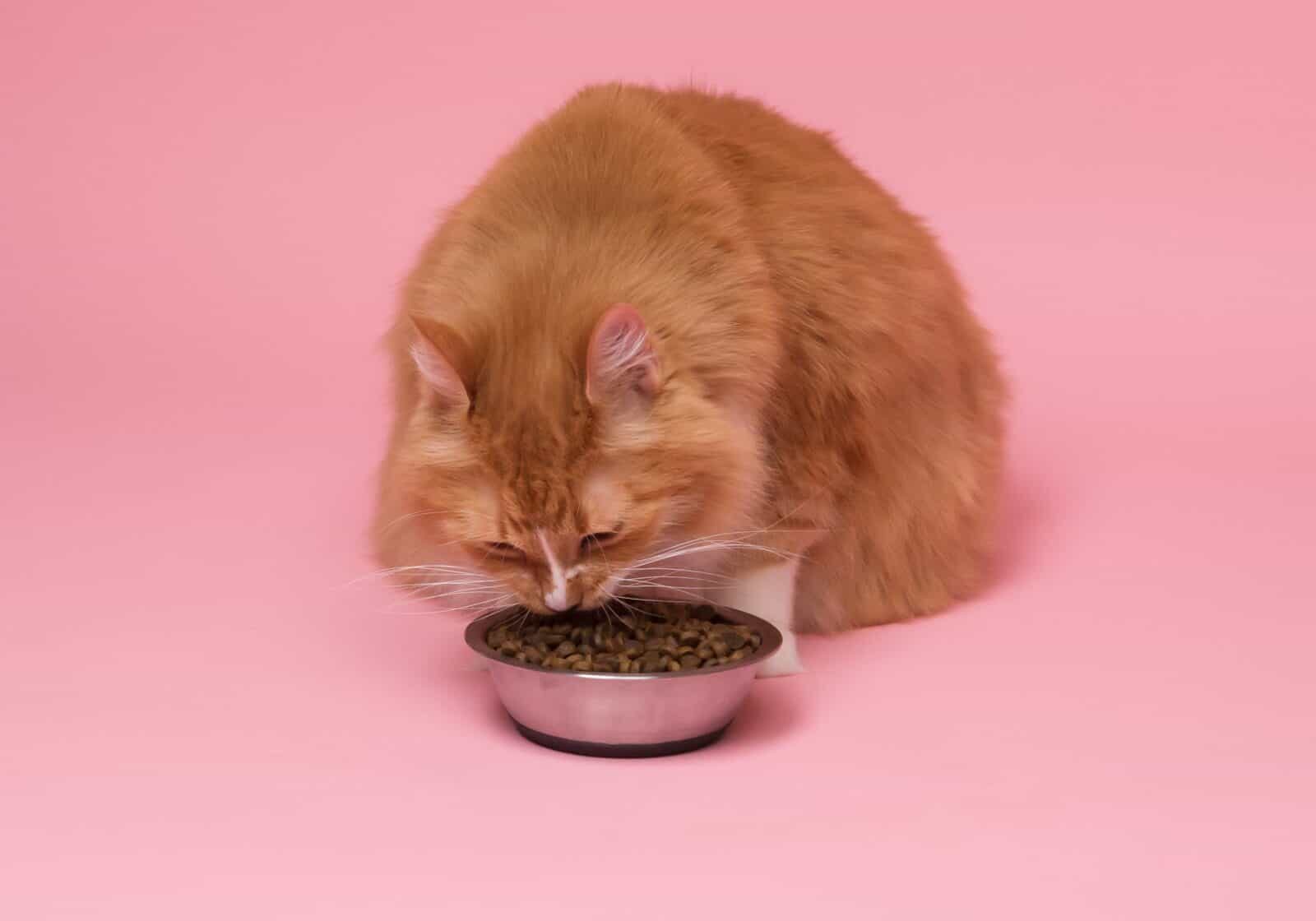 Orange cat eating against pink backdrop.