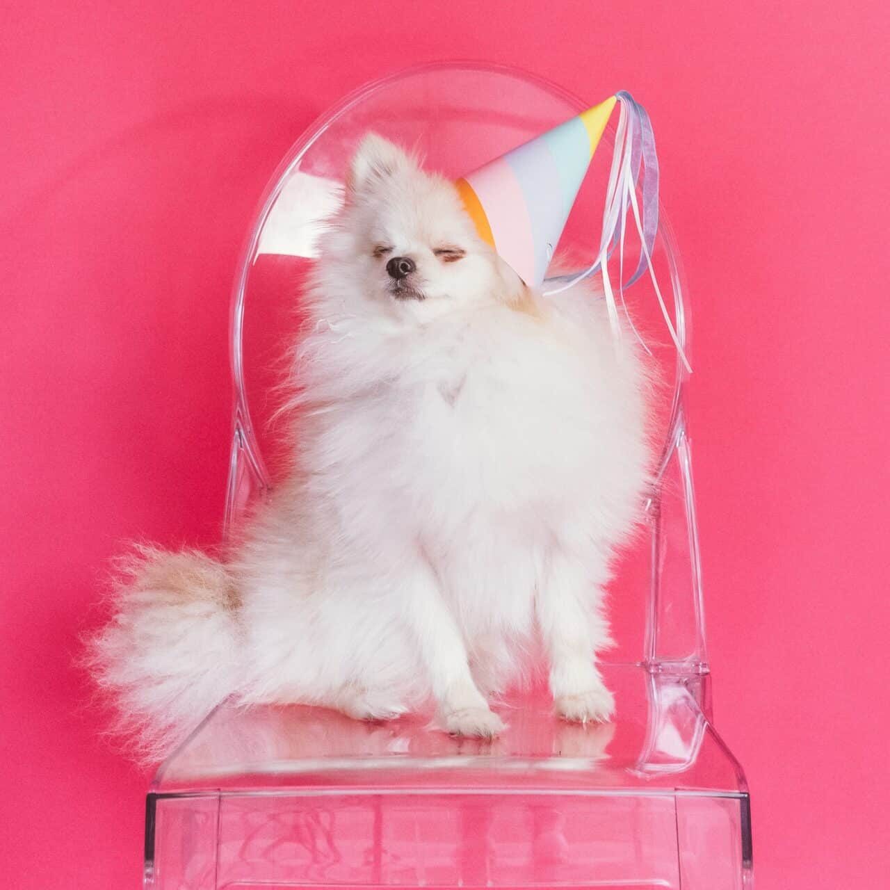 Fluffy white dog in a party hat against a pink backdrop.